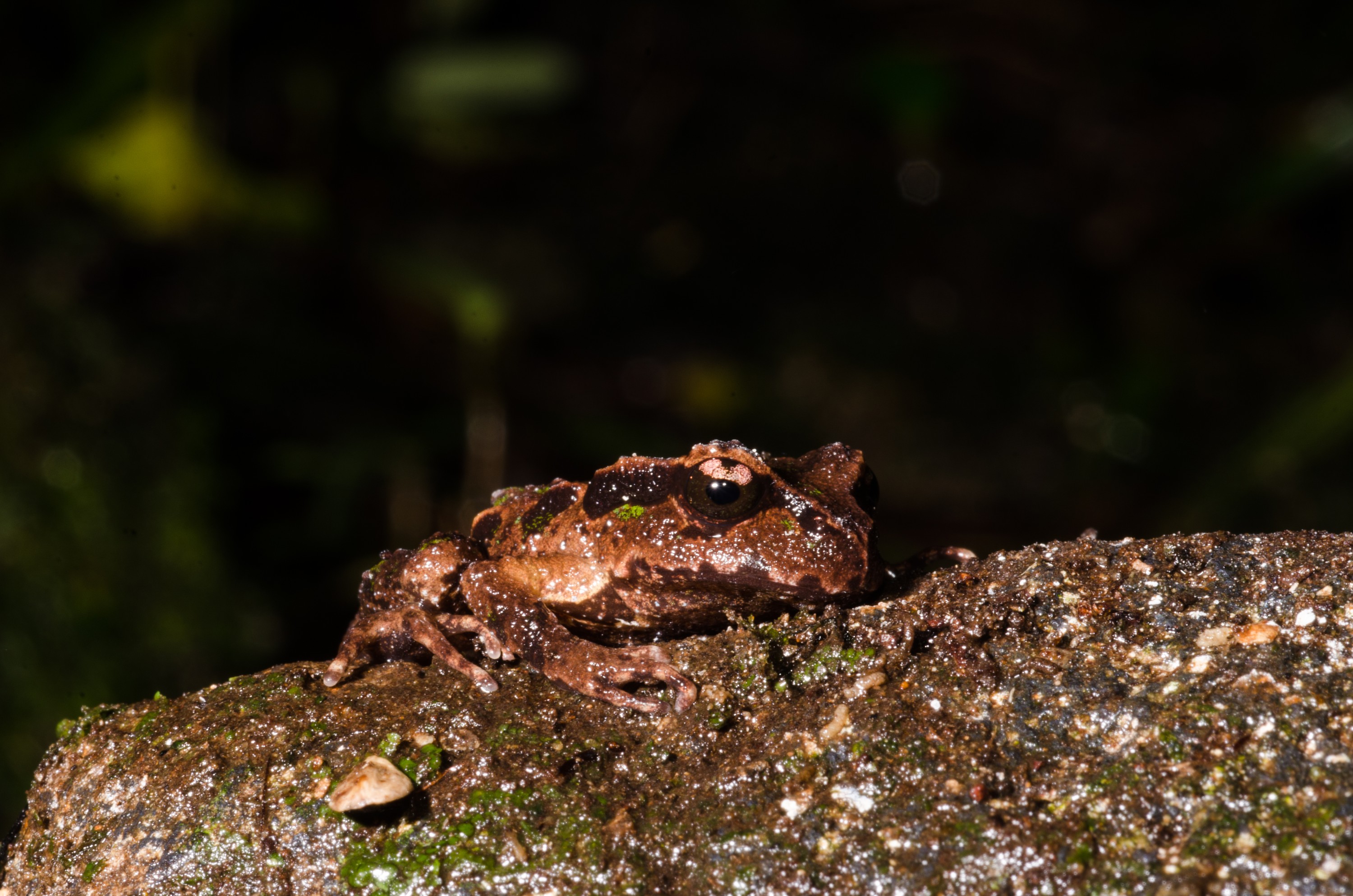 DSC_9527 – Archey's, frog, Leiopelma, archeyi, amphibian, archey, archeys, coromandel, rare, Crispin, reptiles, amphibians, rare, cold, blood, new, new zealand, zealand, nz